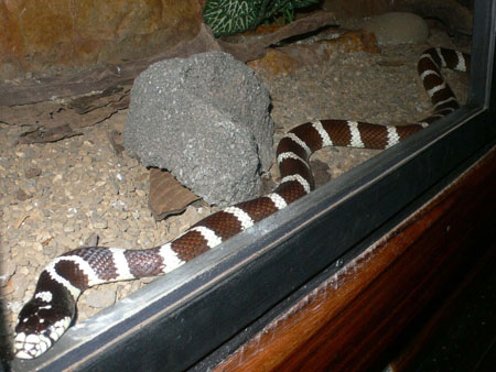 Snake3_bicolor_coral