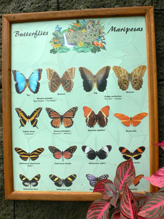 mariposas_collection