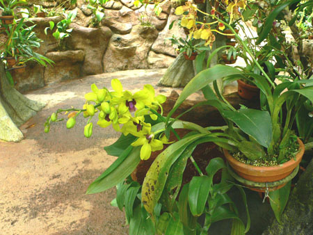 orquídeas_verdes