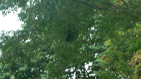 hanging_monkey