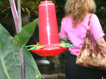 colibri