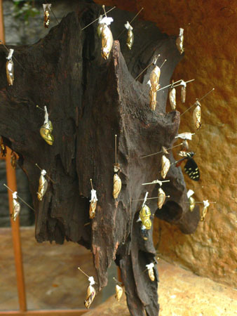mariposas_golden_pupae
