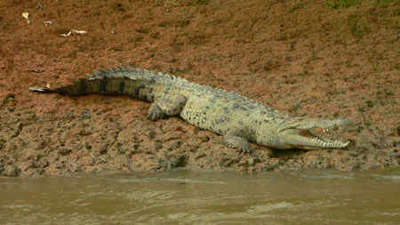 crocrodile_openmouth_closer