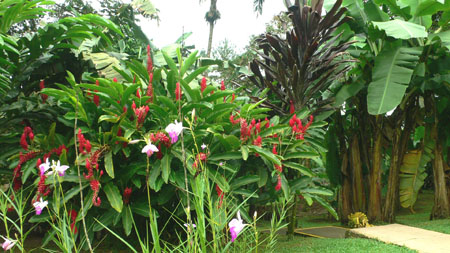 flores_villa_puerto_Viejo